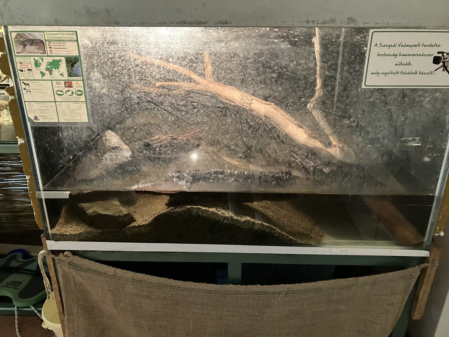 Dwarf crocodile youngling terrarium