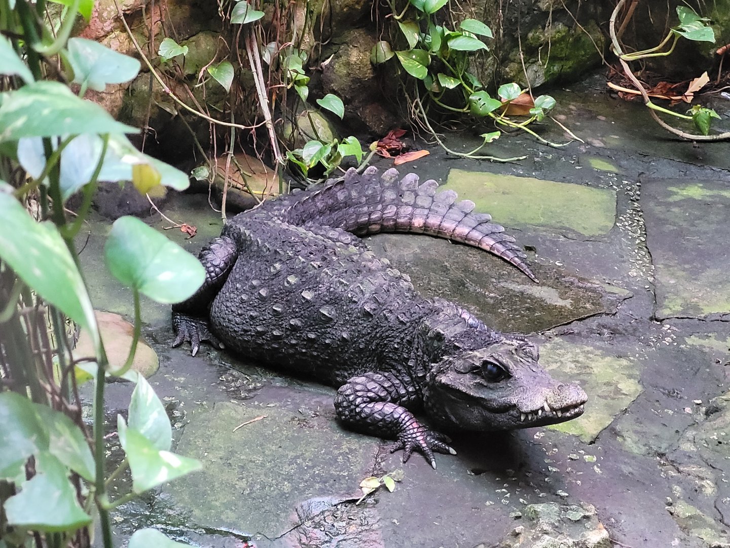 Dwarf crocodile -Zoo de Santillana del Mar (2023)