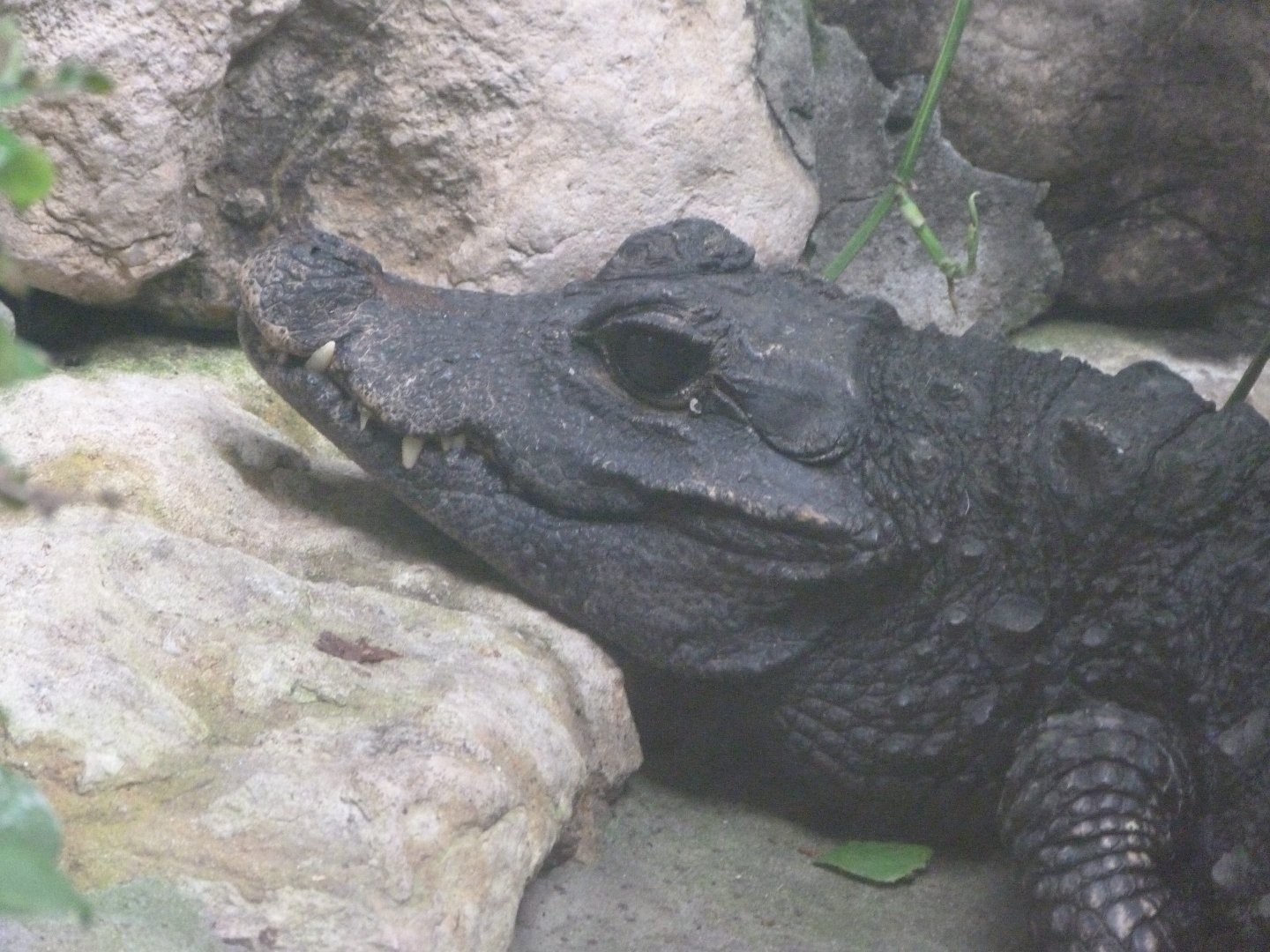 Dwarf crocodile -Zoo de Santillana del Mar (2024)
