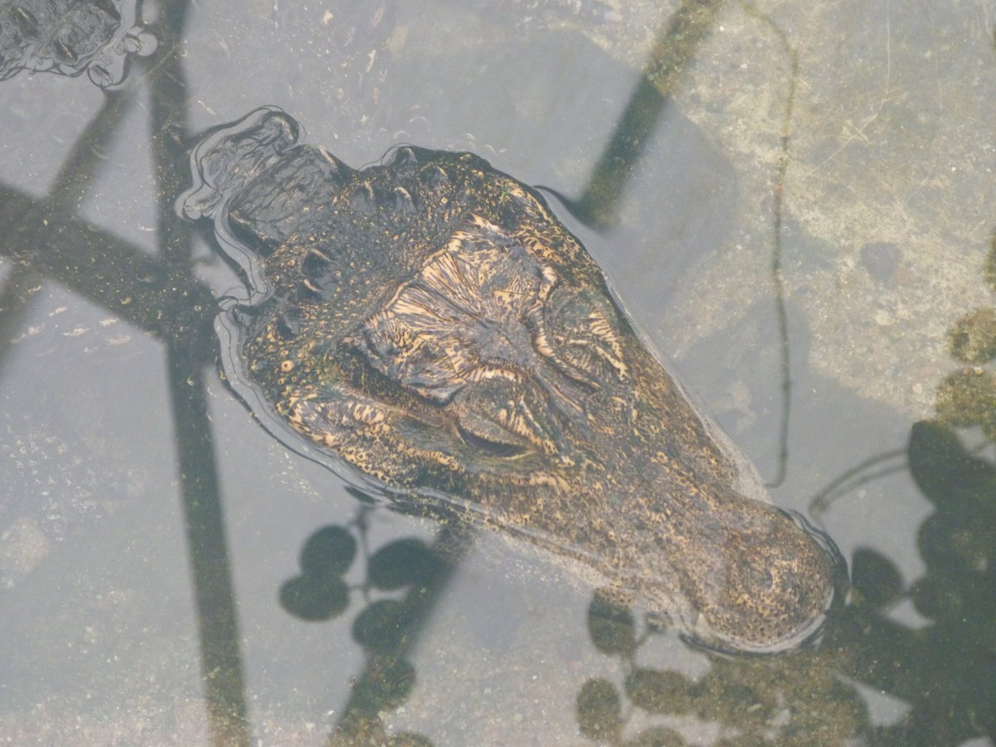 Dwarf crocodile -ZooParc de Beauval (2025)