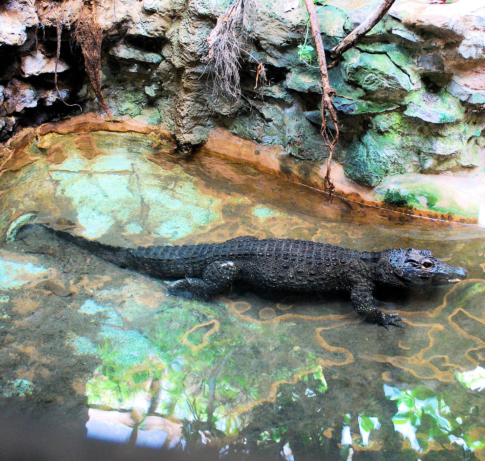 Dwarf Crocodile