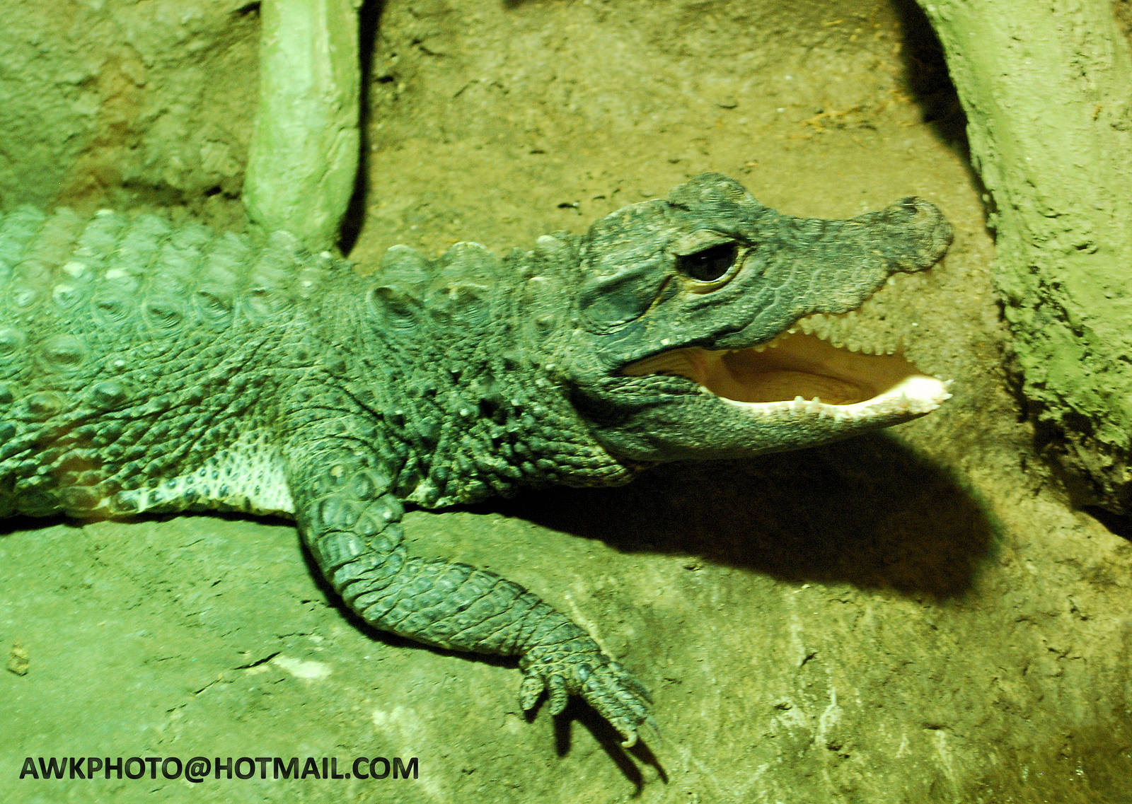 DWARF CROCODILE