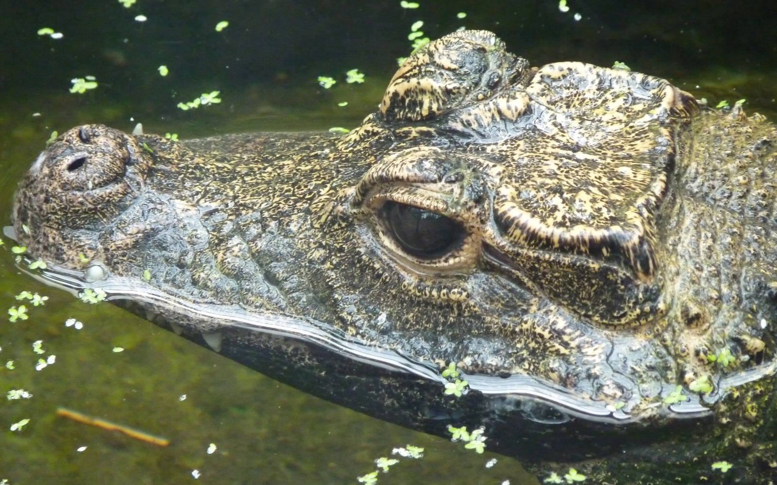 Dwarf Crocodile