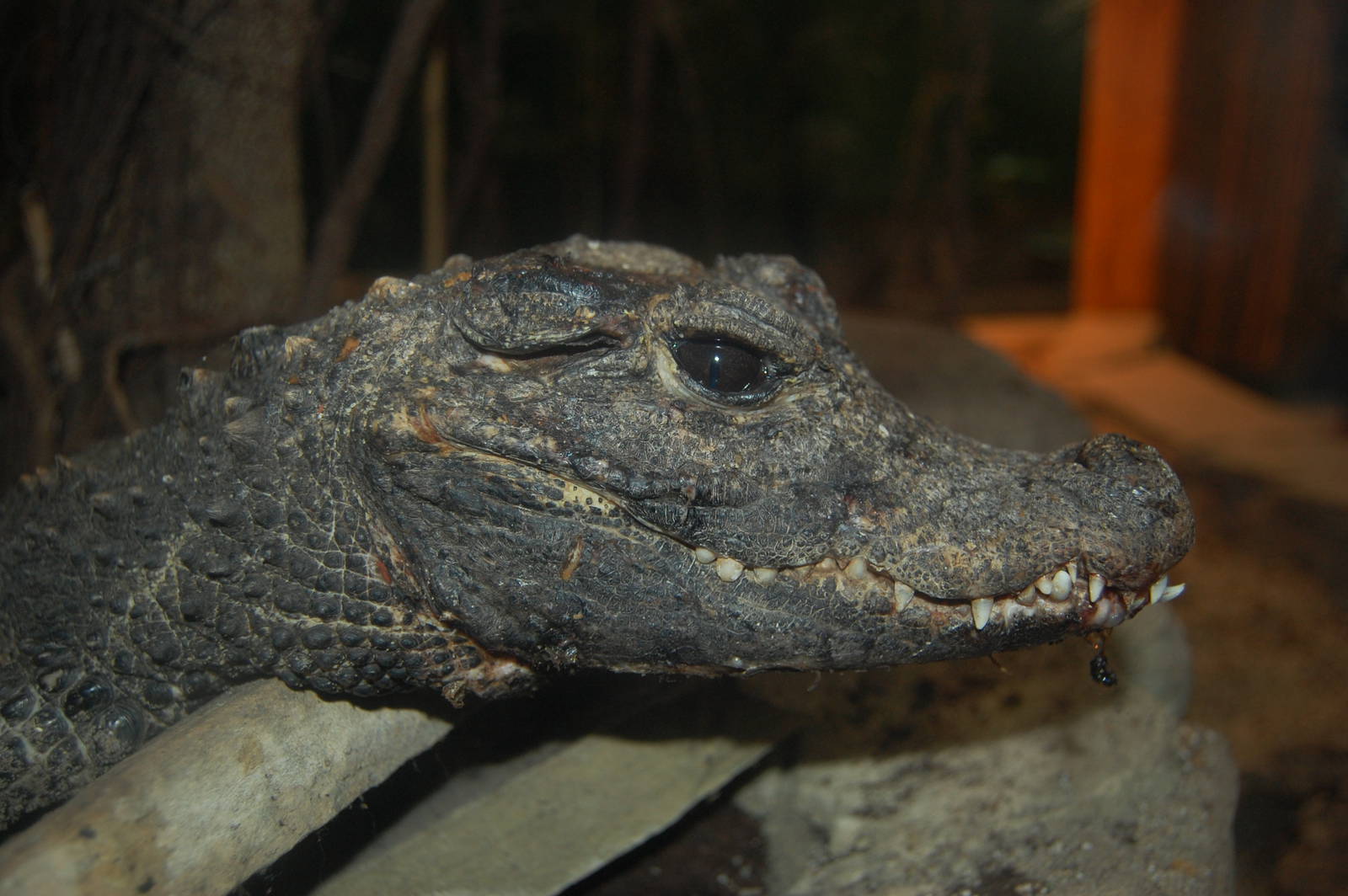 Dwarf crocodile
