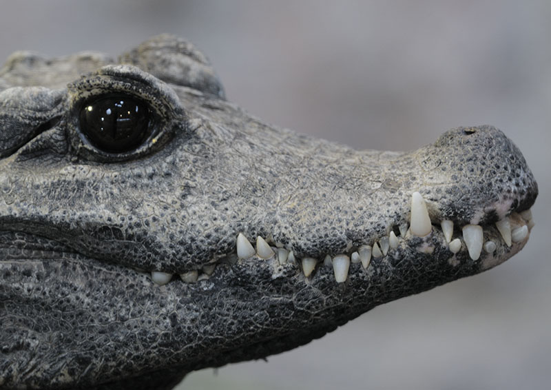 Dwarf crocodile