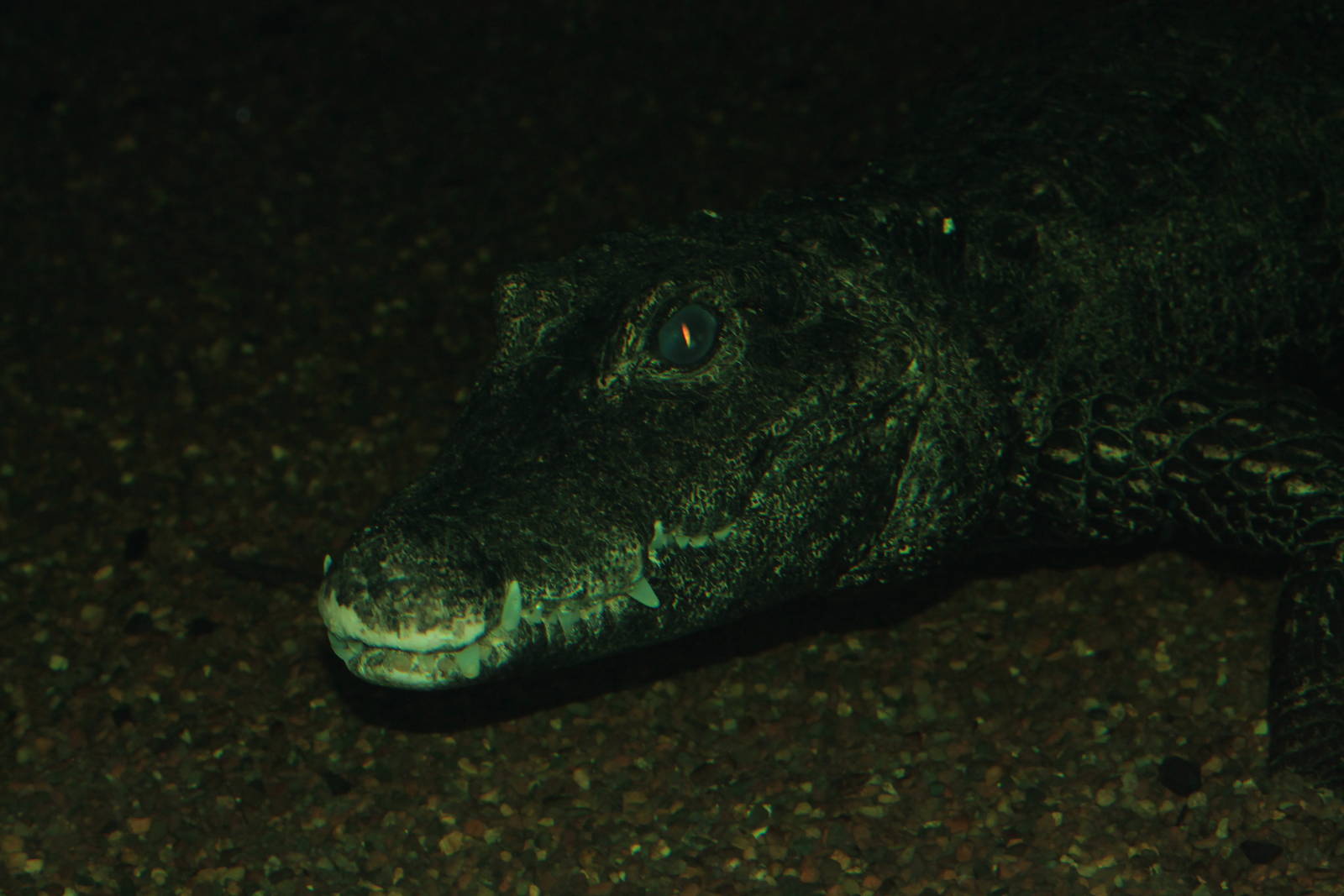Dwarf crocodile