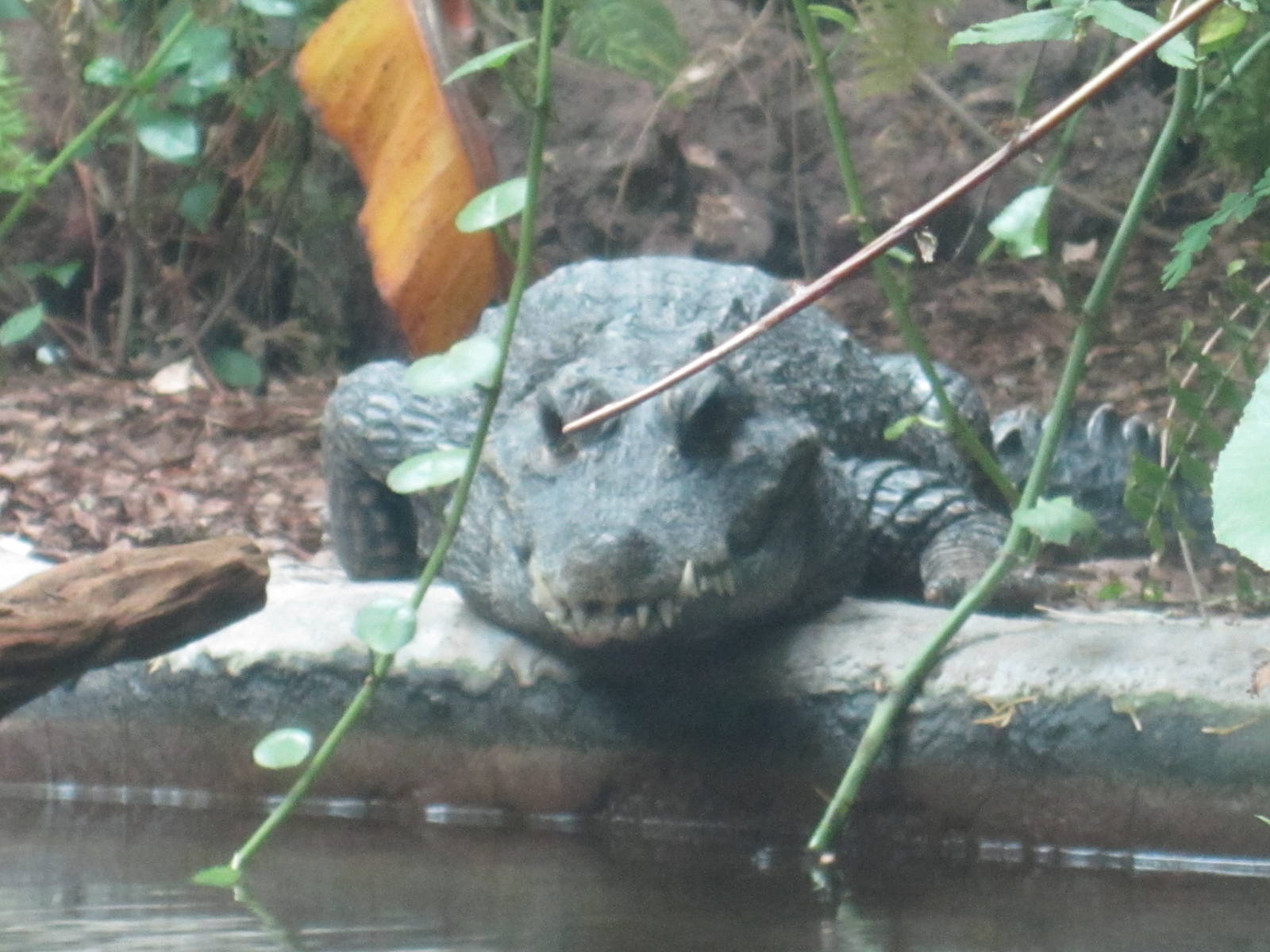 Dwarf Crocodile
