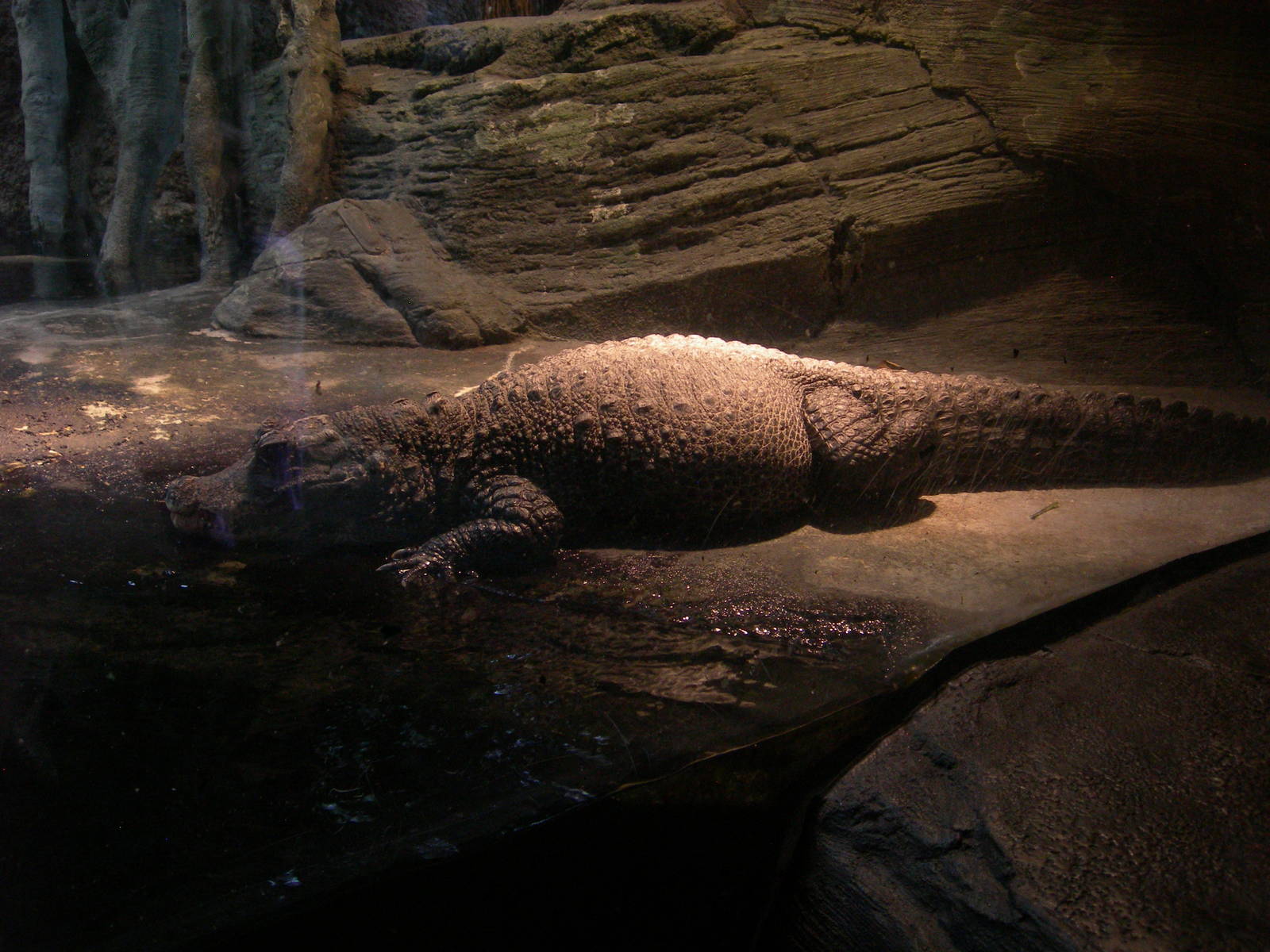 Dwarf Crocodile