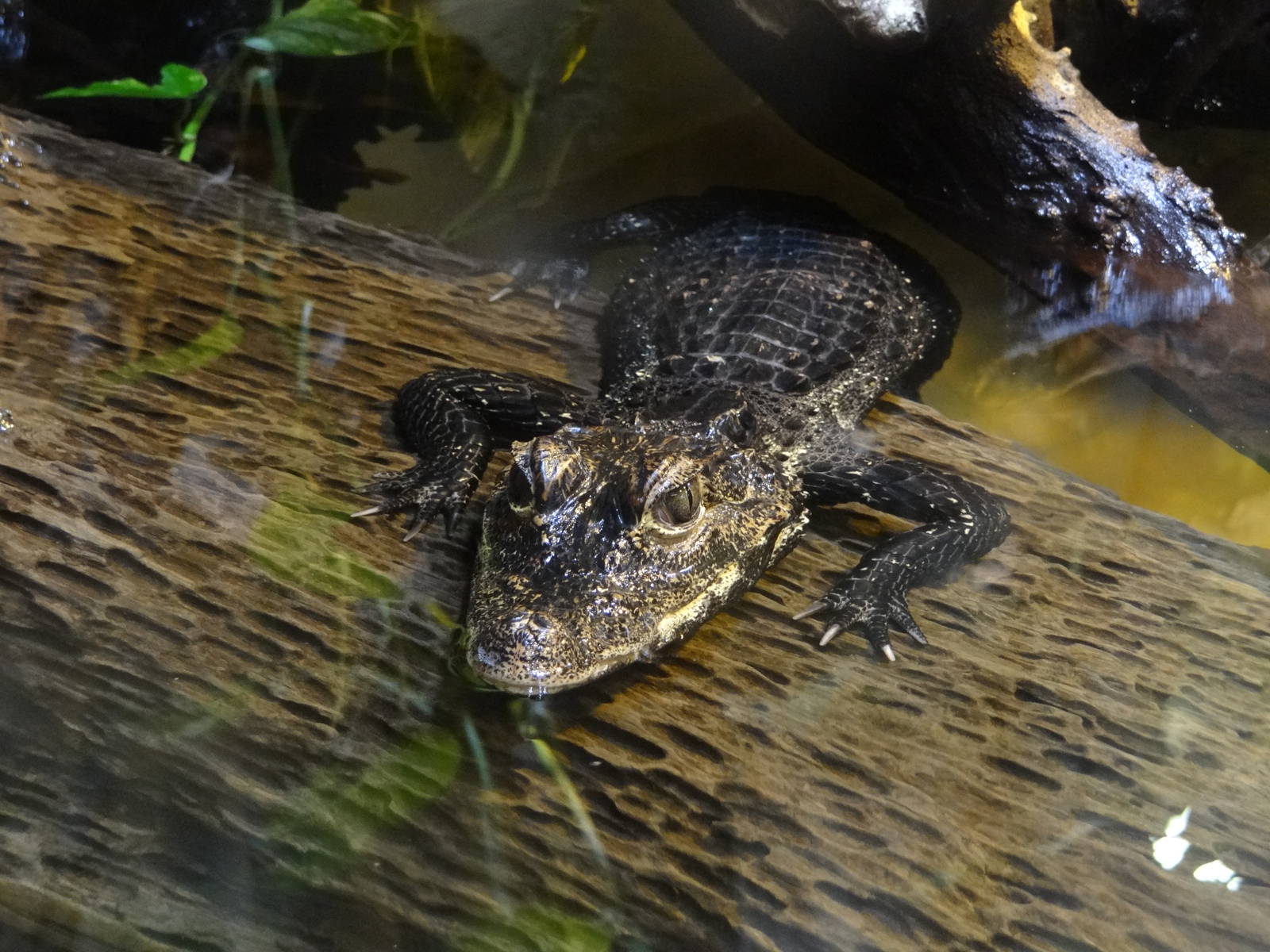 Dwarf Crocodile