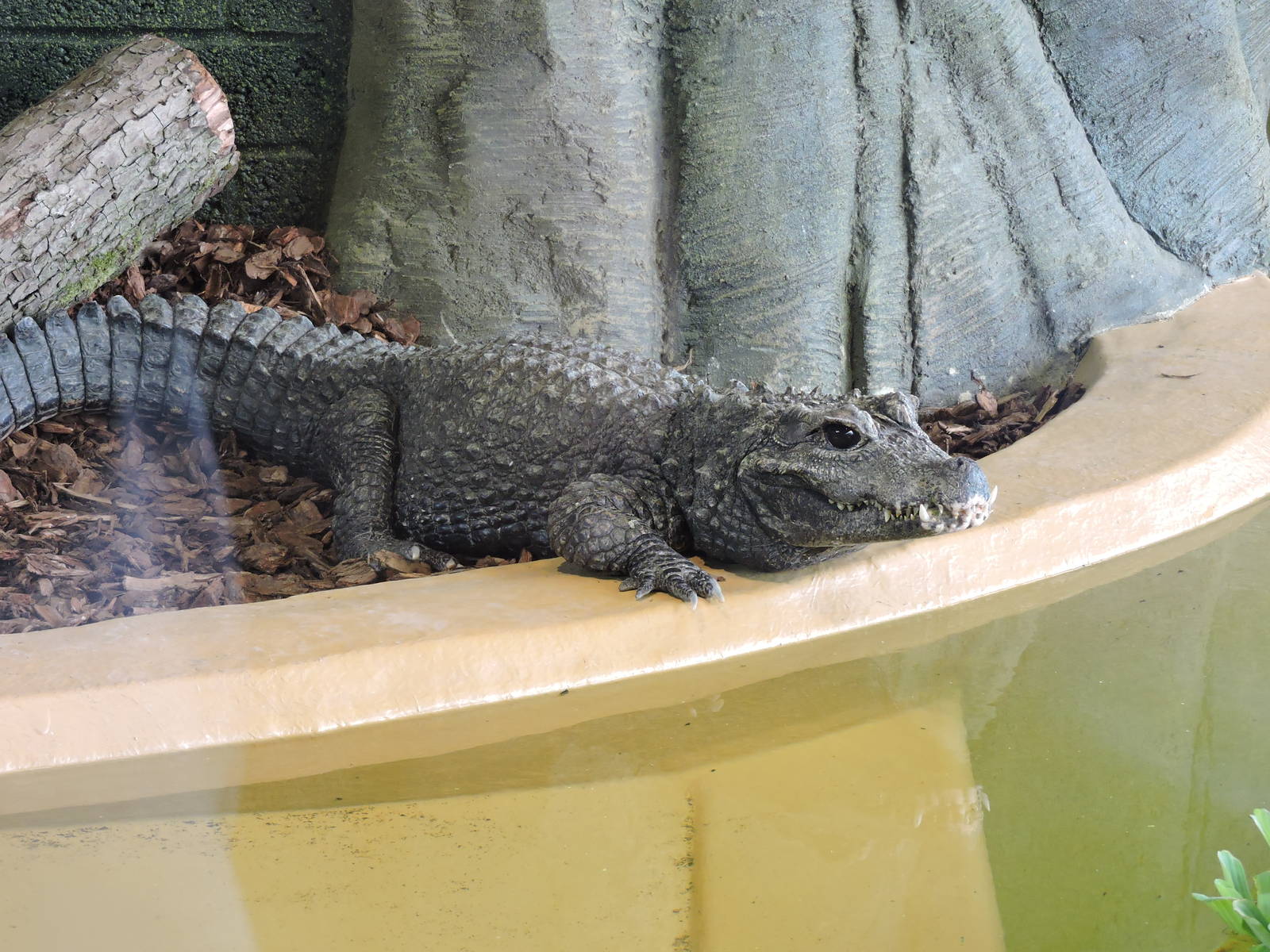 Dwarf Crocodile