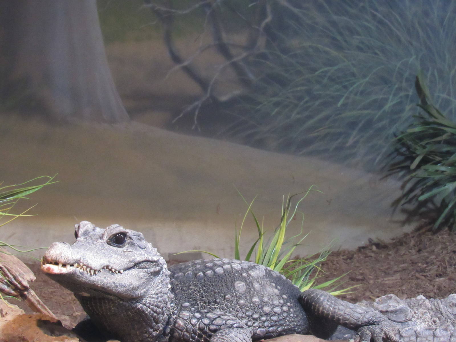 Dwarf Crocodile