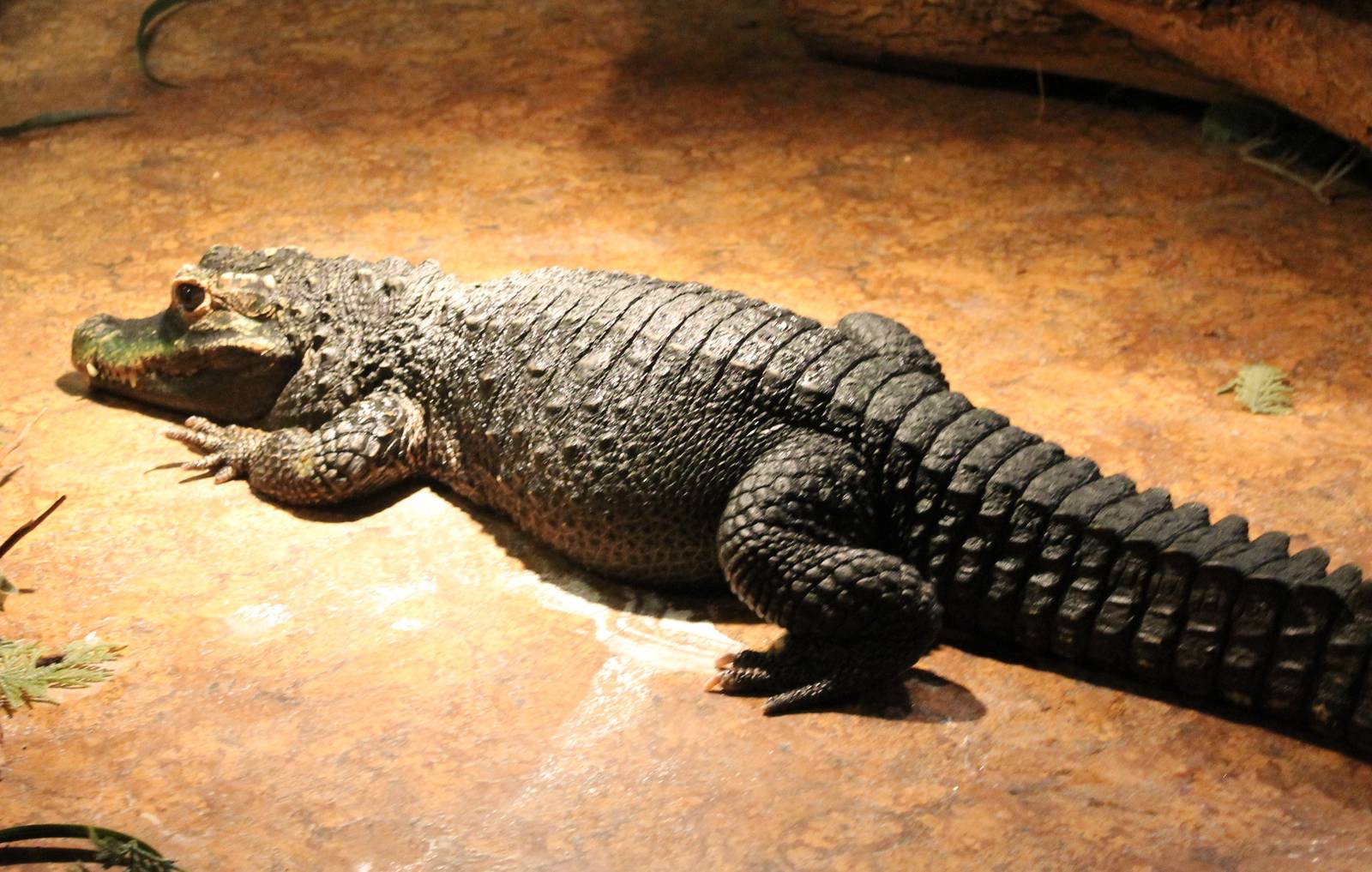 Dwarf crocodile