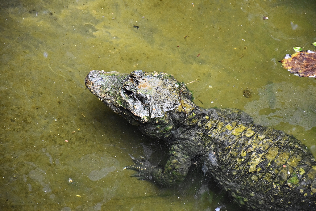 Dwarf crocodile