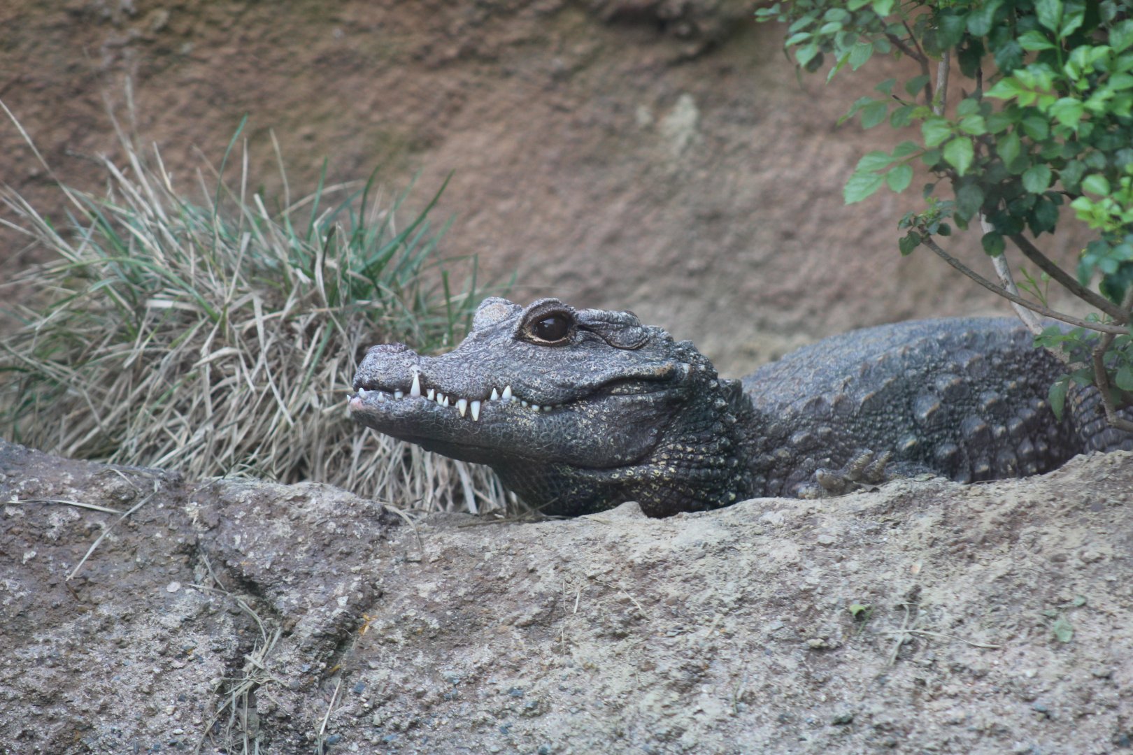 Dwarf Crocodile