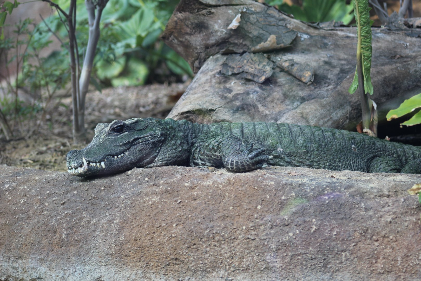 Dwarf Crocodile