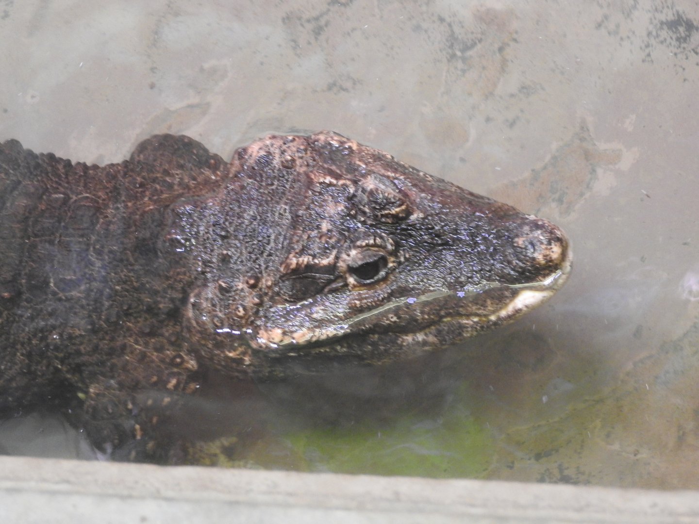 Dwarf Crocodile