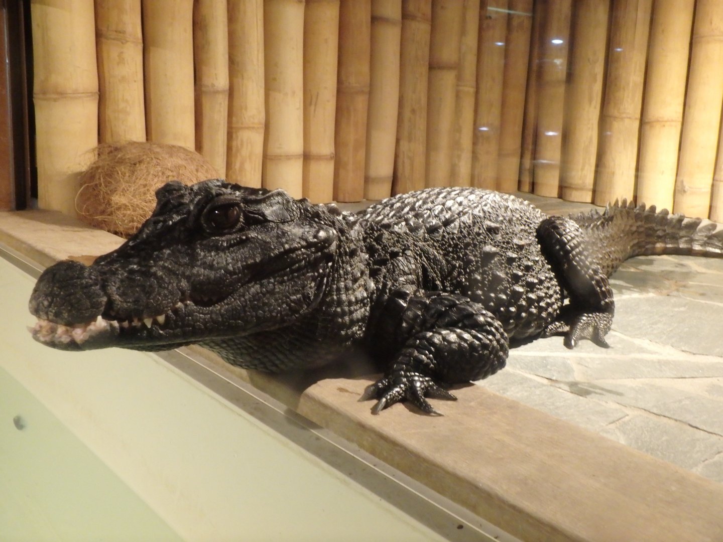 Dwarf crocodile
