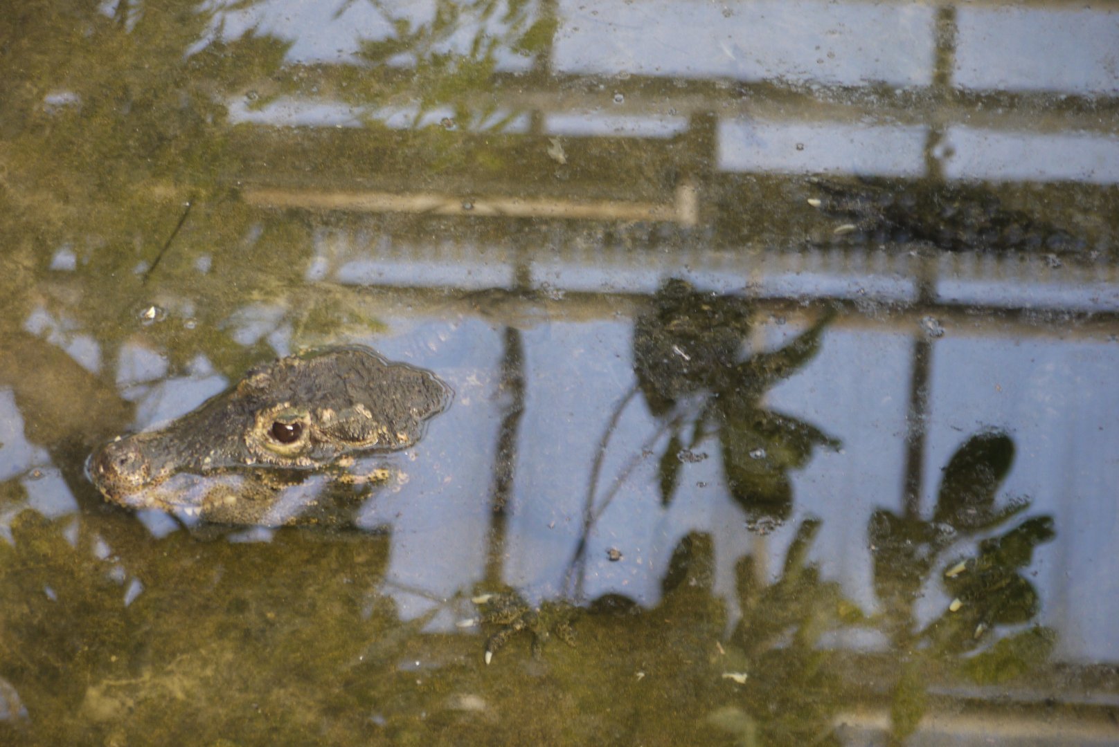 Dwarf Crocodile