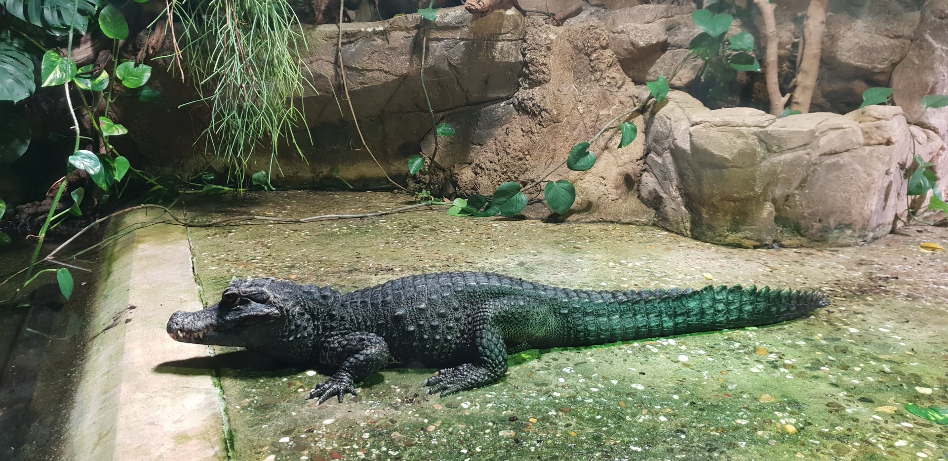 Dwarf crocodile