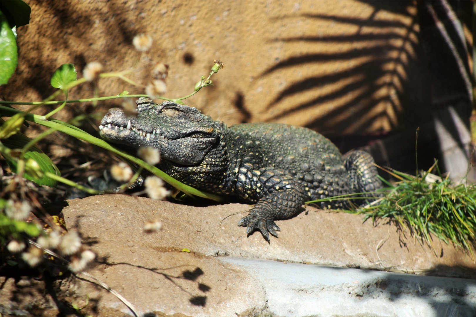 Dwarf crocodile