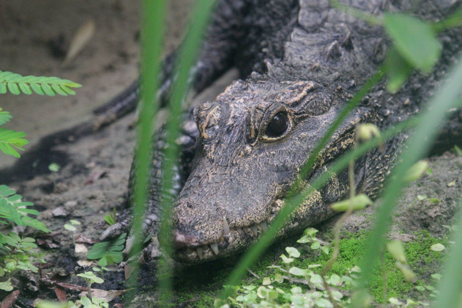 Dwarf crocodile