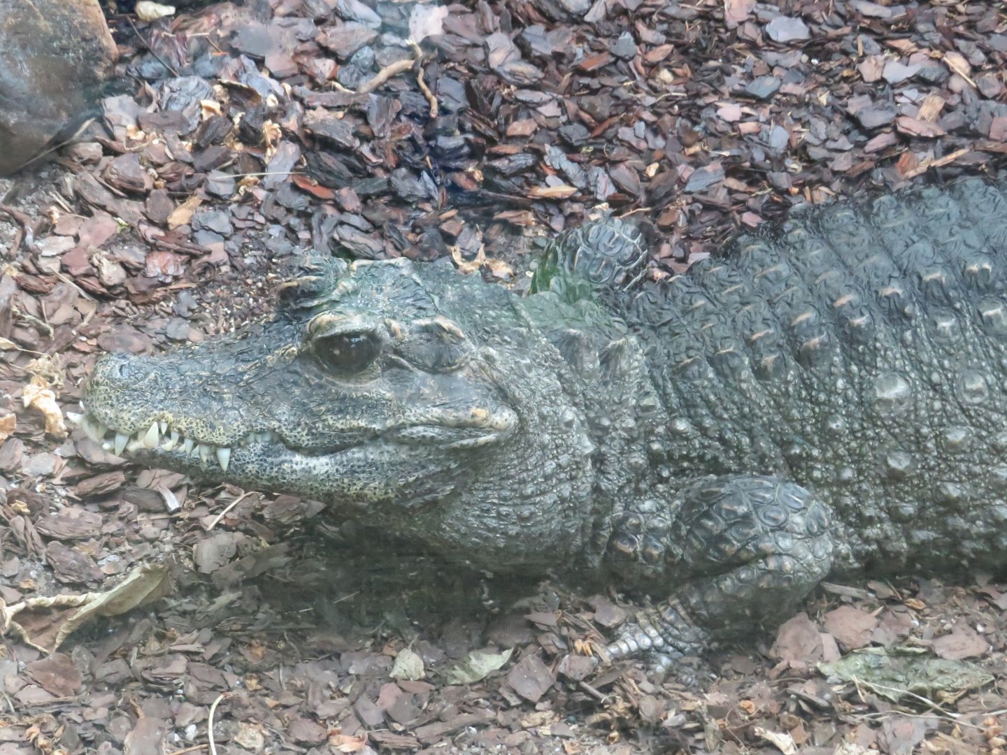 Dwarf crocodile