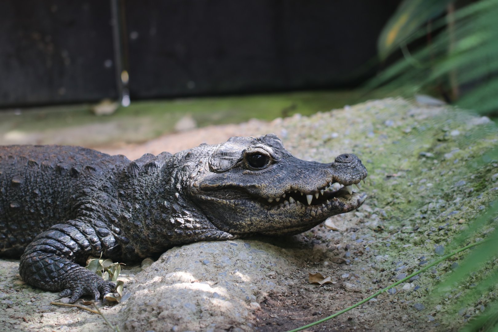 Dwarf crocodile
