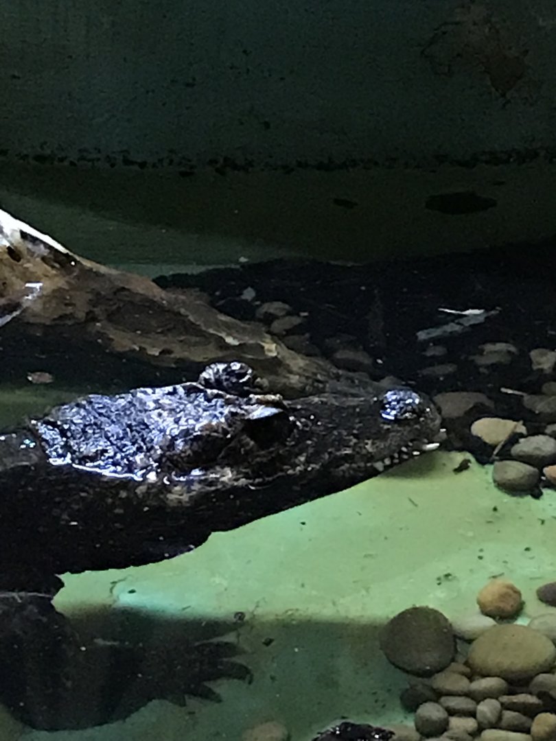 Dwarf crocodile