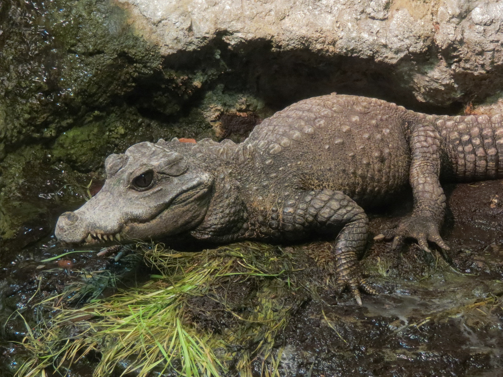Dwarf Crocodile