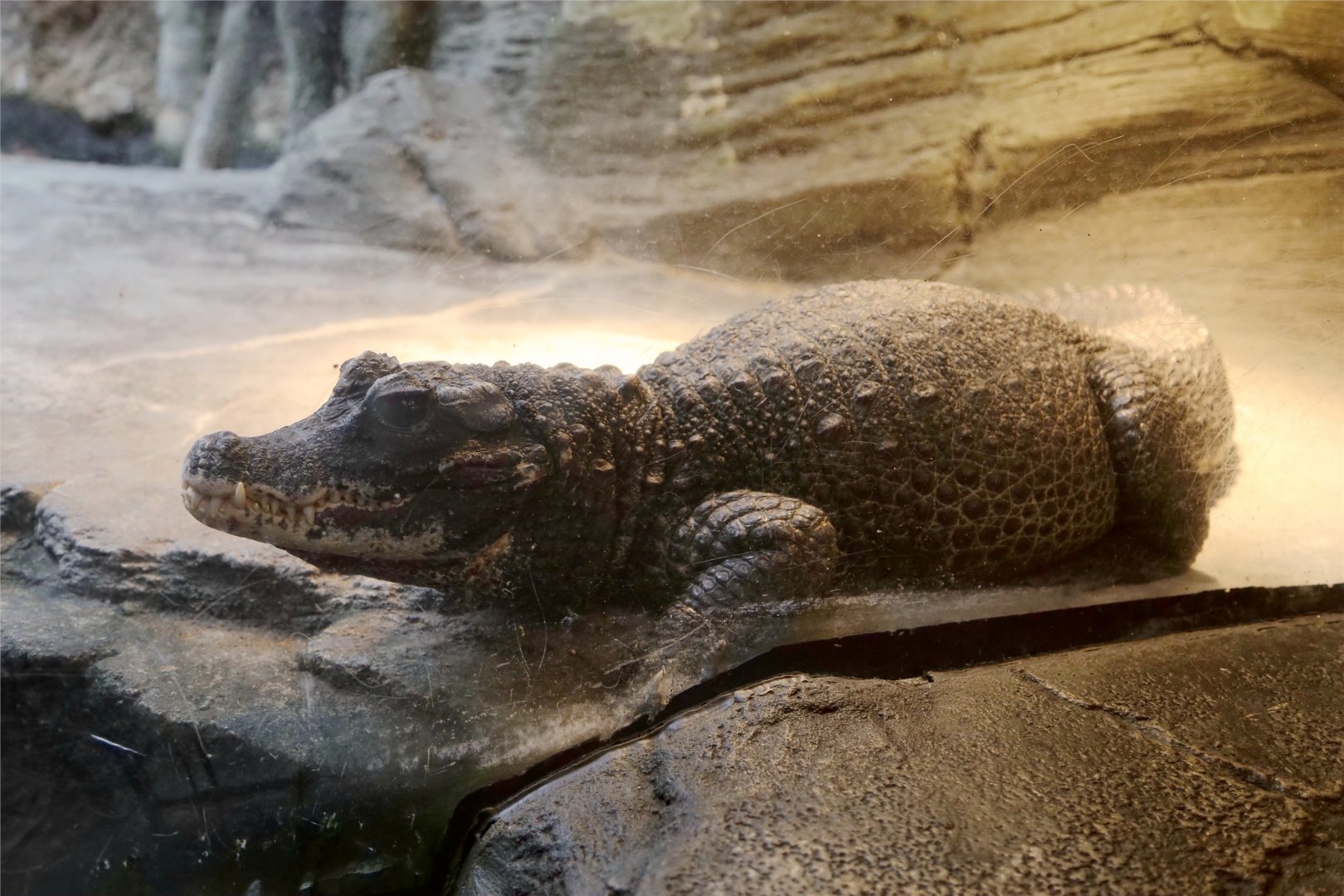 Dwarf Crocodile