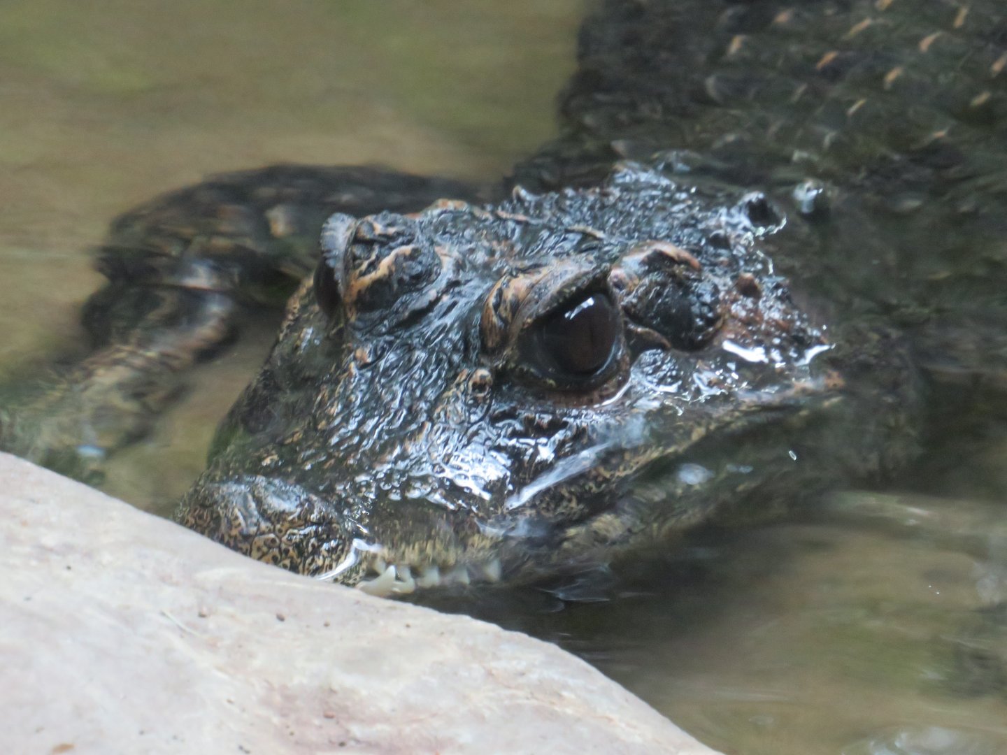 Dwarf crocodile