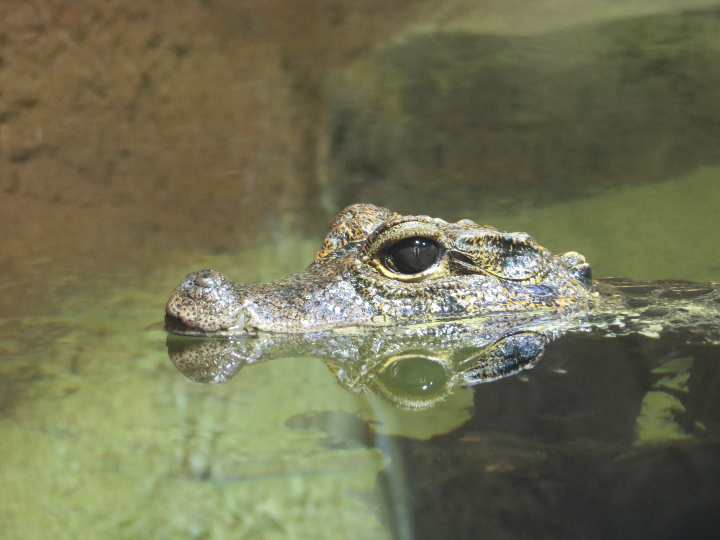 Dwarf Crocodile