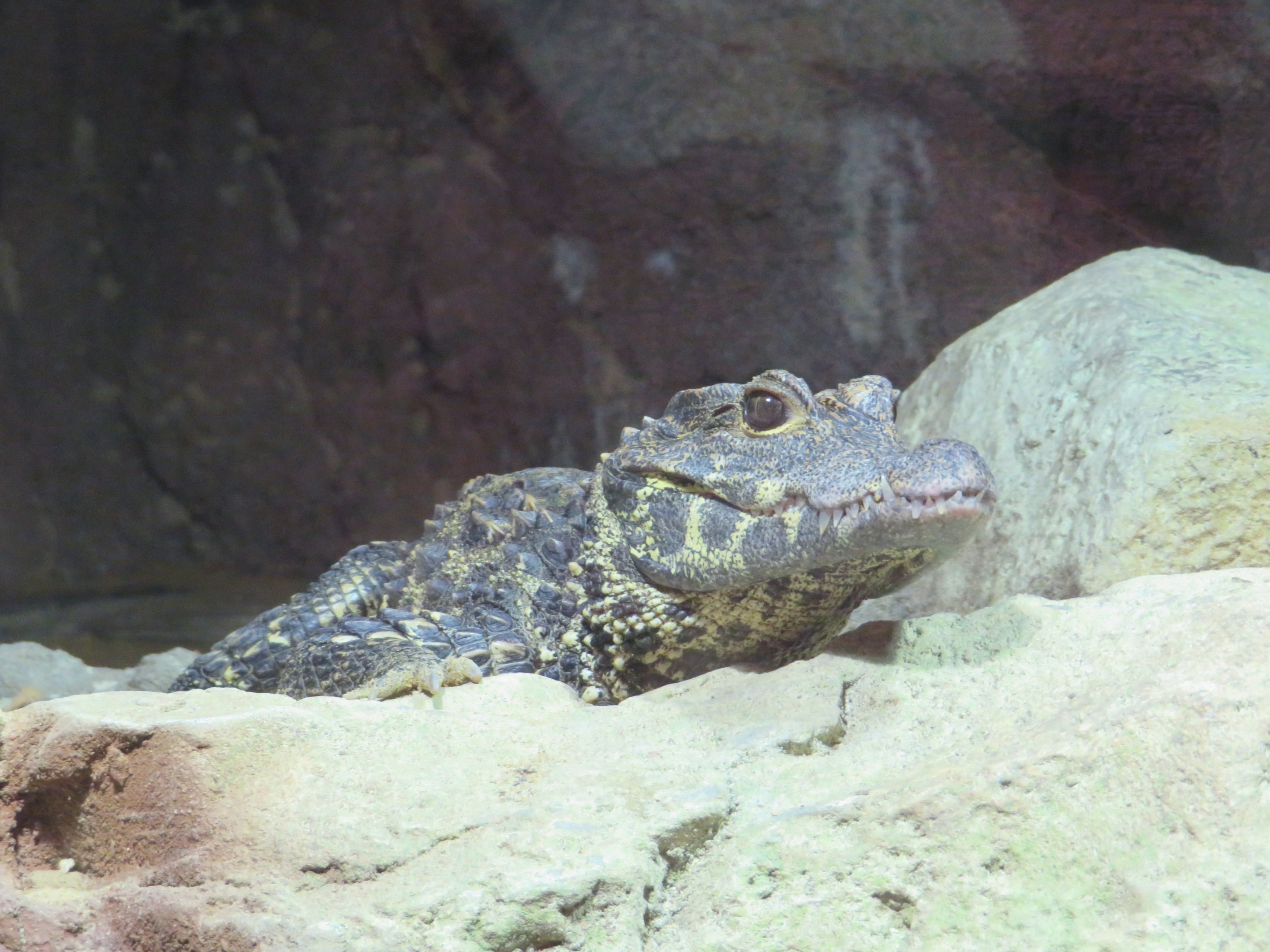 Dwarf Crocodile