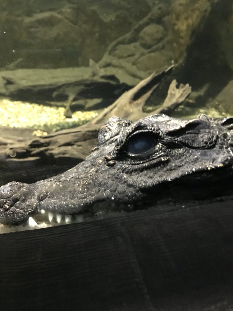 Dwarf crocodile