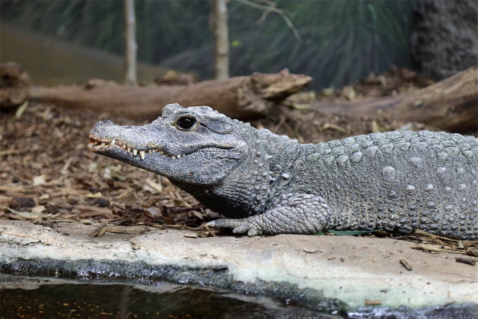 Dwarf Crocodile