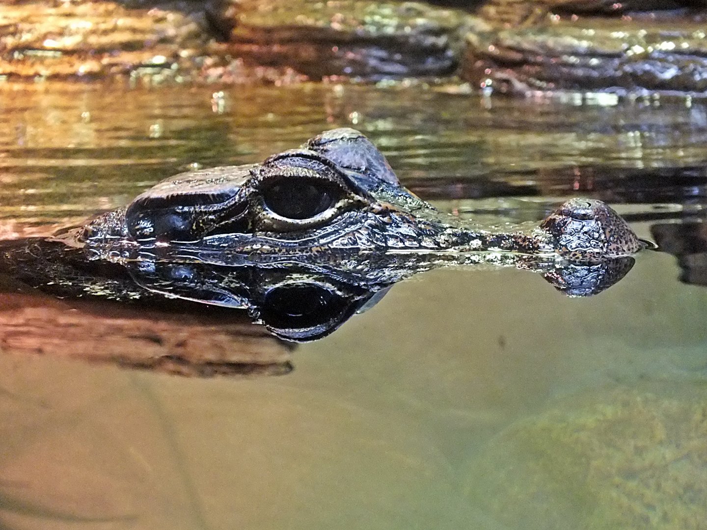 Dwarf crocodile