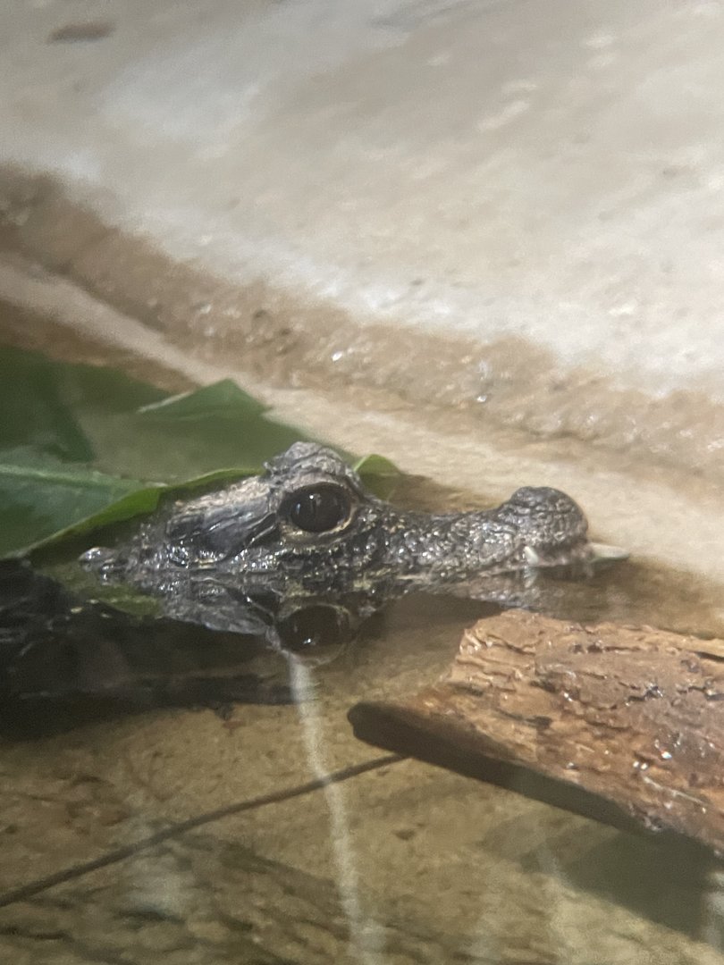 Dwarf Crocodile