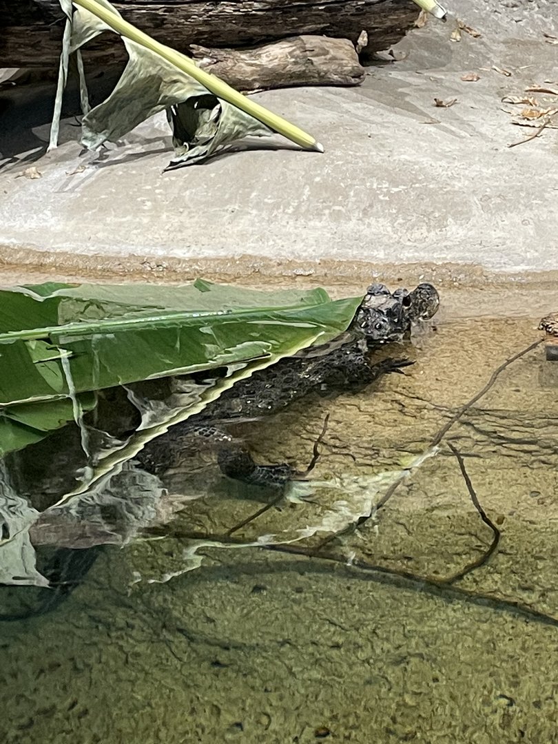 Dwarf Crocodile