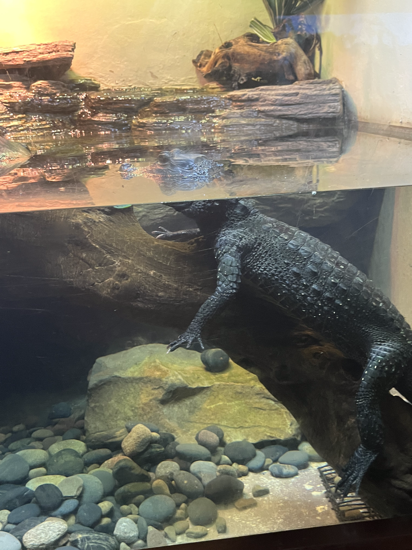 Dwarf crocodile