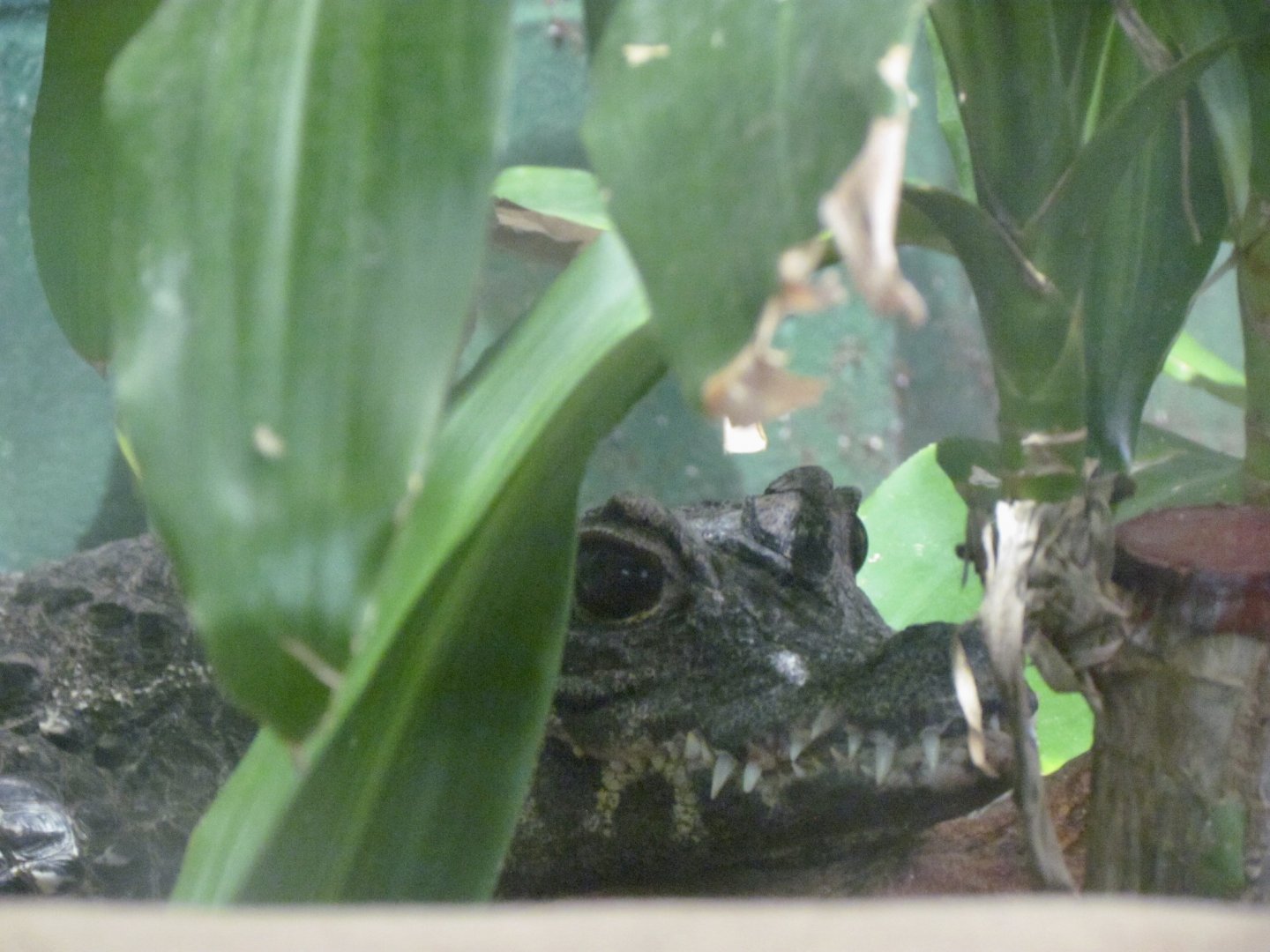 Dwarf Crocodile