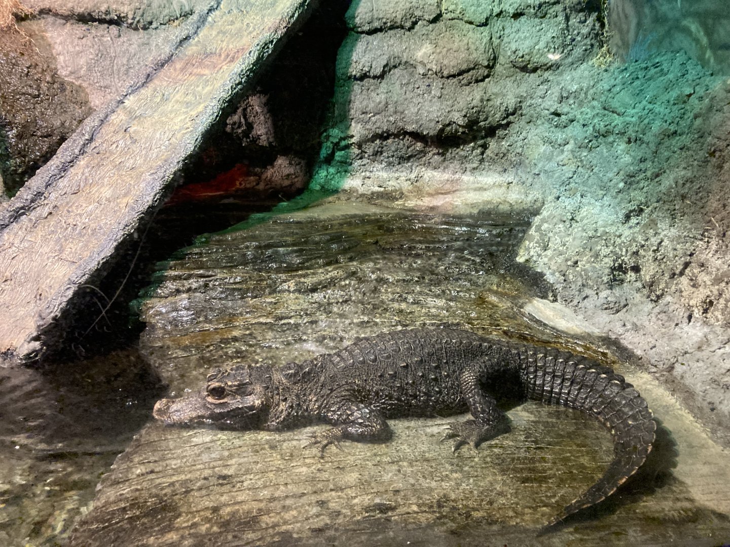 Dwarf Crocodile
