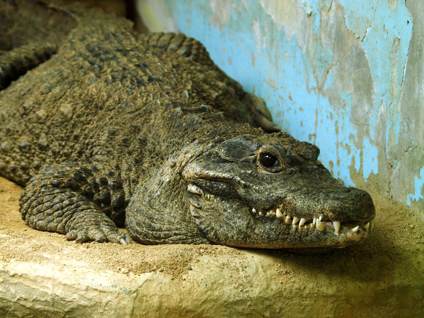 Dwarf crocodile