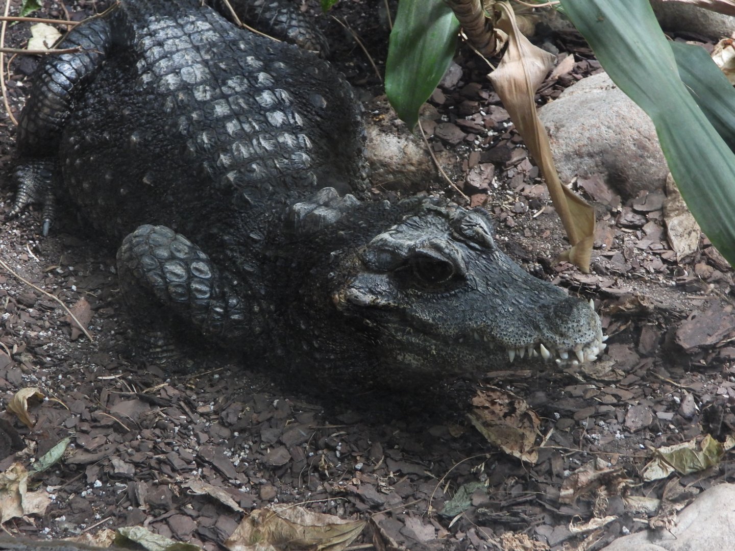 Dwarf crocodile
