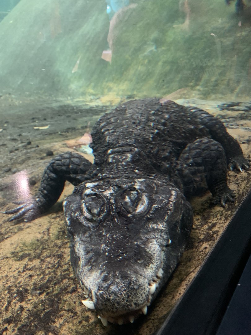 Dwarf crocodile