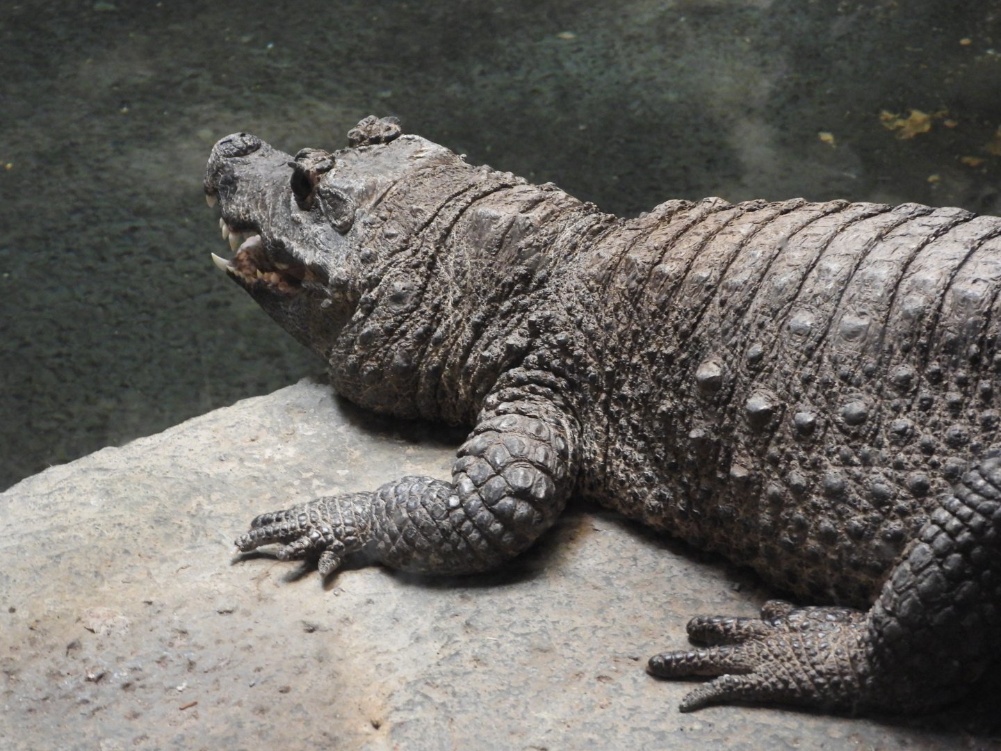 Dwarf crocodile