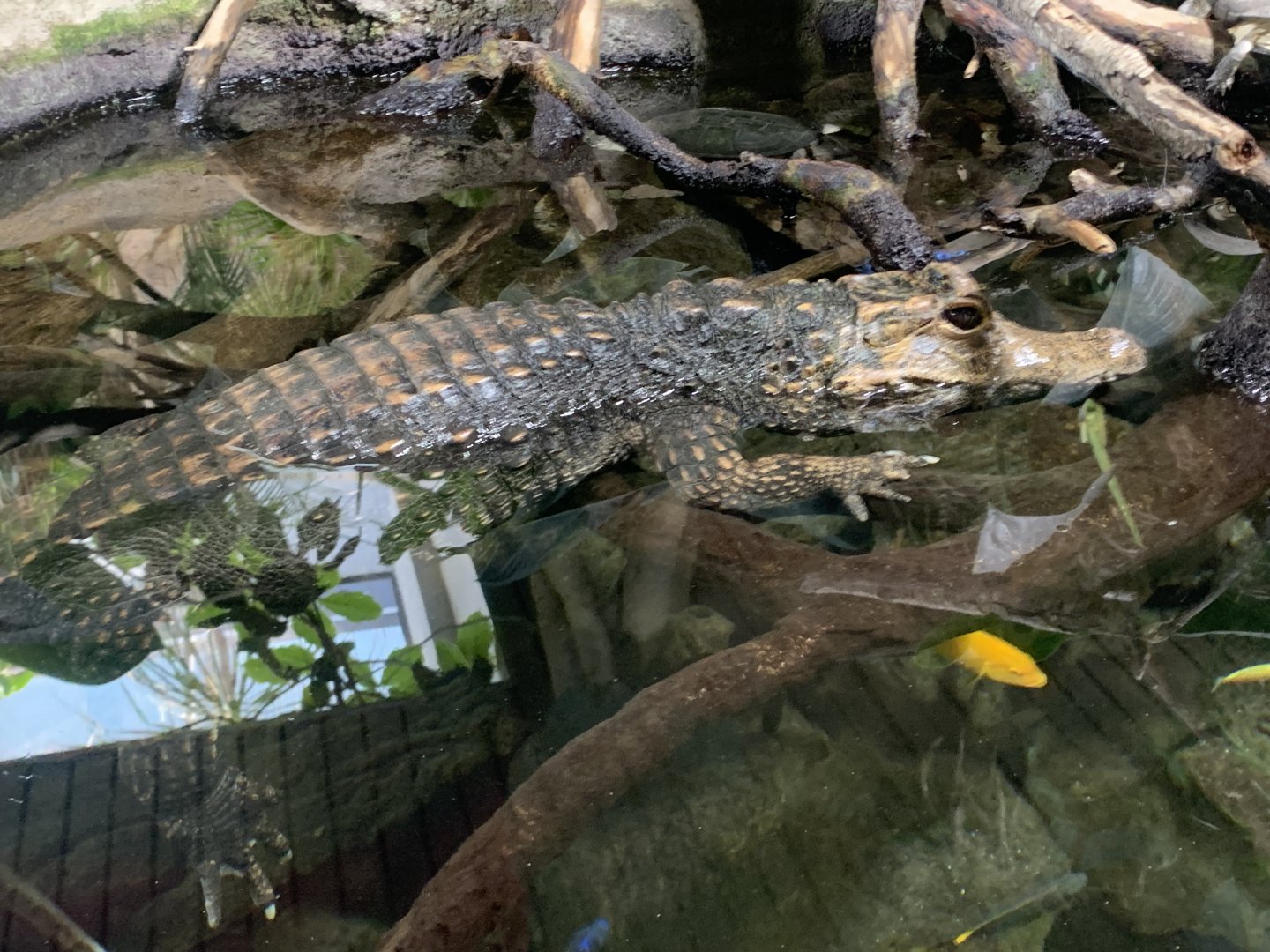 Dwarf crocodile