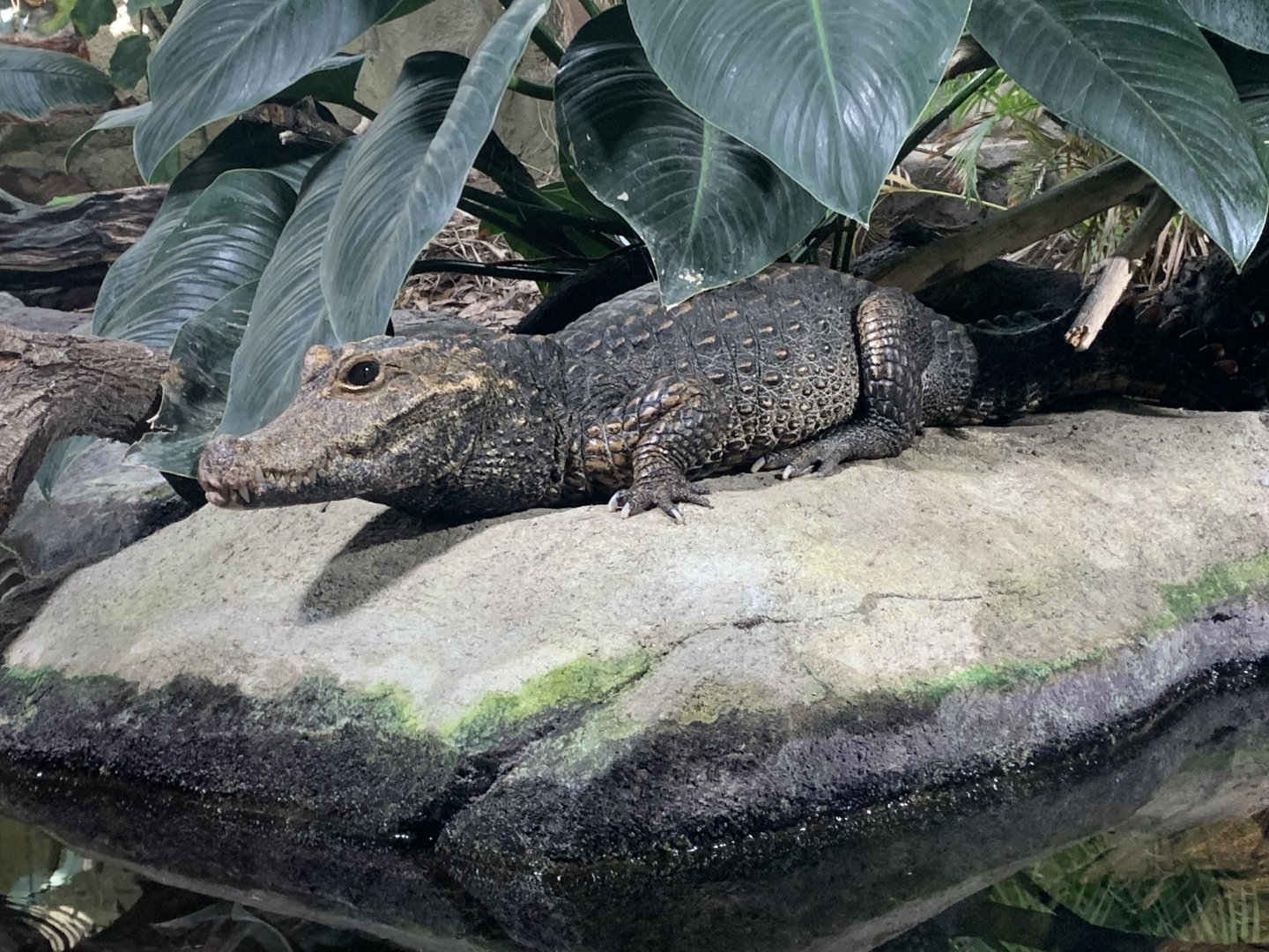 Dwarf crocodile