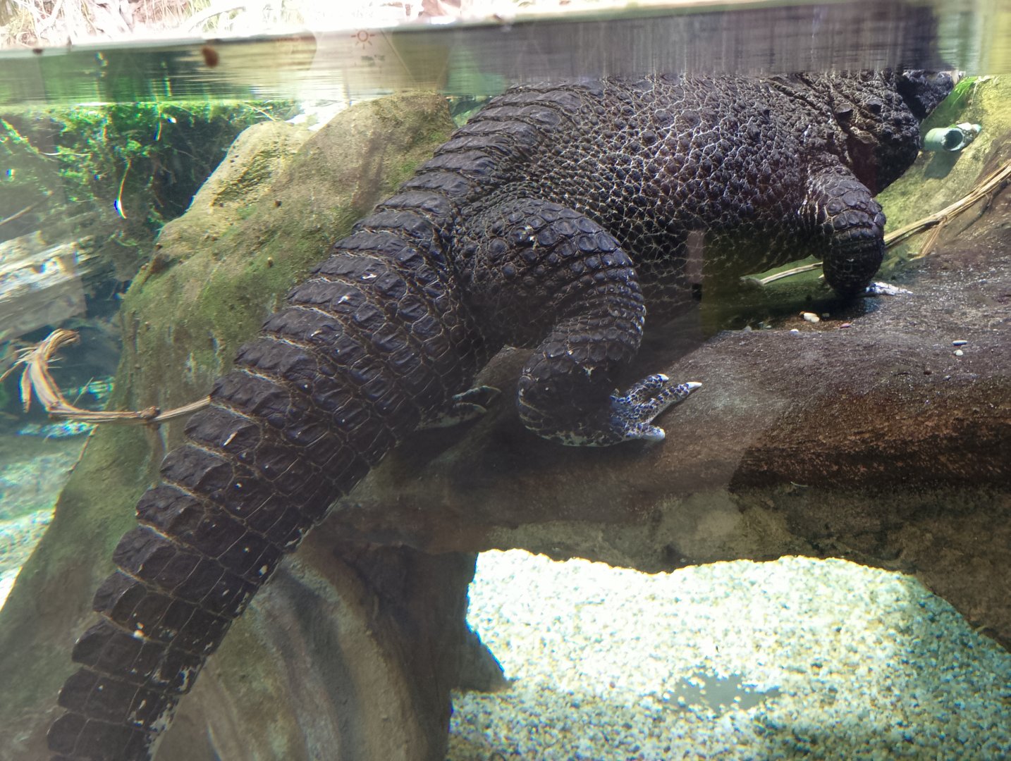Dwarf crocodile