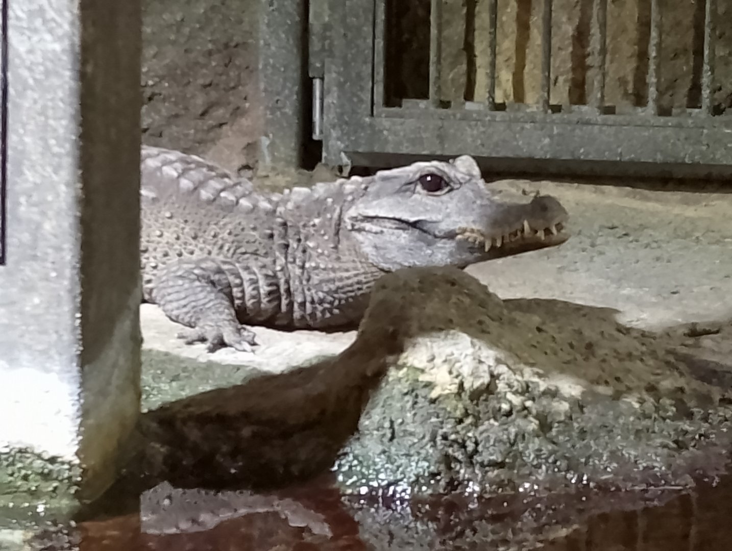 Dwarf crocodile