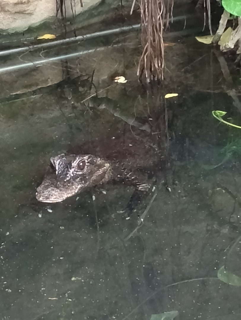 Dwarf crocodile